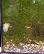 Aquarium4_2.webp