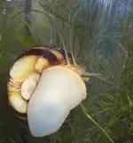 Aquarium4 Paradiesschnecke.webp