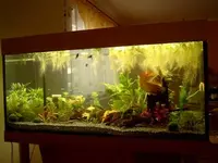 Aquarium.webp
