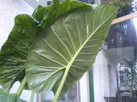 DSC00032.webp