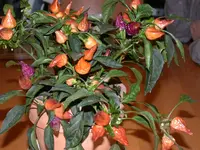 peperoncino aromatico1.webp