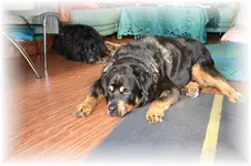 Gino und Teddy 1.webp