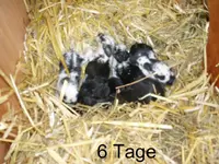P9170005 Der erste Wurf meiner Schwarzen.webp