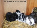 P9290013 Der schwarze ist der Kleinste.JPG