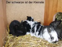 P9290013 Der schwarze ist der Kleinste.webp