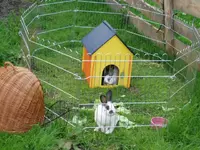 Hasenmädchen im Freigehege.webp
