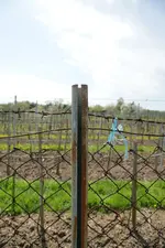 zaun2.webp