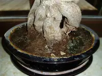 Bonsai_Erde.webp