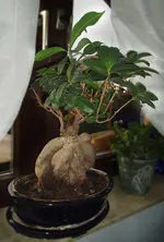 Bonsai_Pflanze.webp