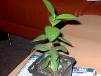 Bild 018.webp