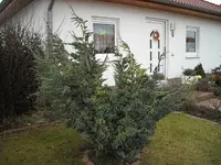 Konifere fürFormschnitt.webp