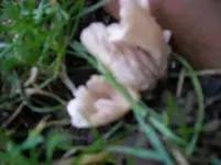 Pilze im Rasen 2.webp