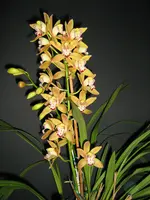 IMG_2403_1.webp