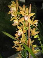 IMG_2396_2_.webp
