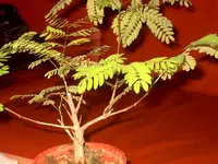 Bild 036.webp