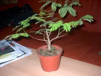 Bild 037.webp