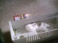 PIC00270.webp