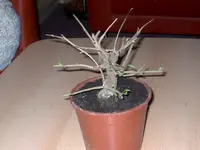 IM000110.webp