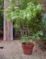 Trompetenbaum.webp