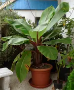 Banane.webp