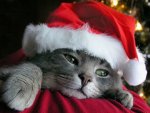 Christmas_Kitten.jpg