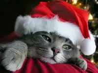 Christmas_Kitten.webp
