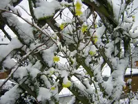 DSCN0515.webp