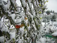DSCN0516.webp