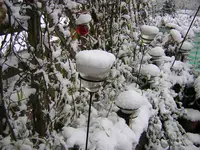 DSCN0518.webp