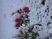 DSCN5228.webp