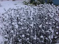 DSCN5250.webp