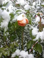 DSCN5233.webp