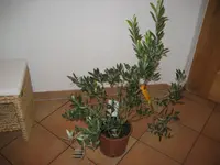 Olivenstrauch-004.webp