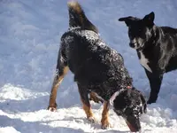 DSC06065 LuL im Schnee.webp