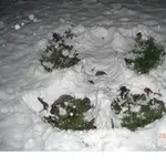 Schnee 11-2008.1.webp