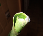 DSCF4613.webp