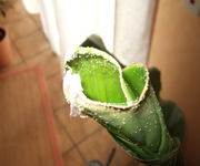 DSCF4614.webp