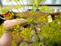 Dill.webp
