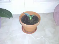 aloe.webp