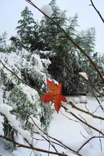 DSC01978.webp
