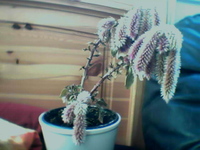 1 ganze Pflanze.webp