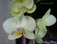 Neue Phal lobbi.webp
