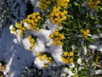 Herbstzauber im Schnee.webp