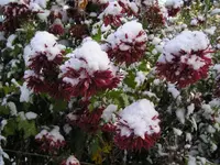 Winterastern.webp