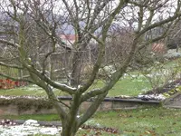 Garten November 004.webp
