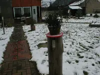 klingelbaum.webp