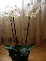 PB260015.webp