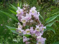 PICT0115.webp