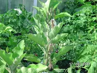 BILD0065.webp