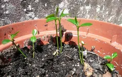 BergorangeZwillingea.webp